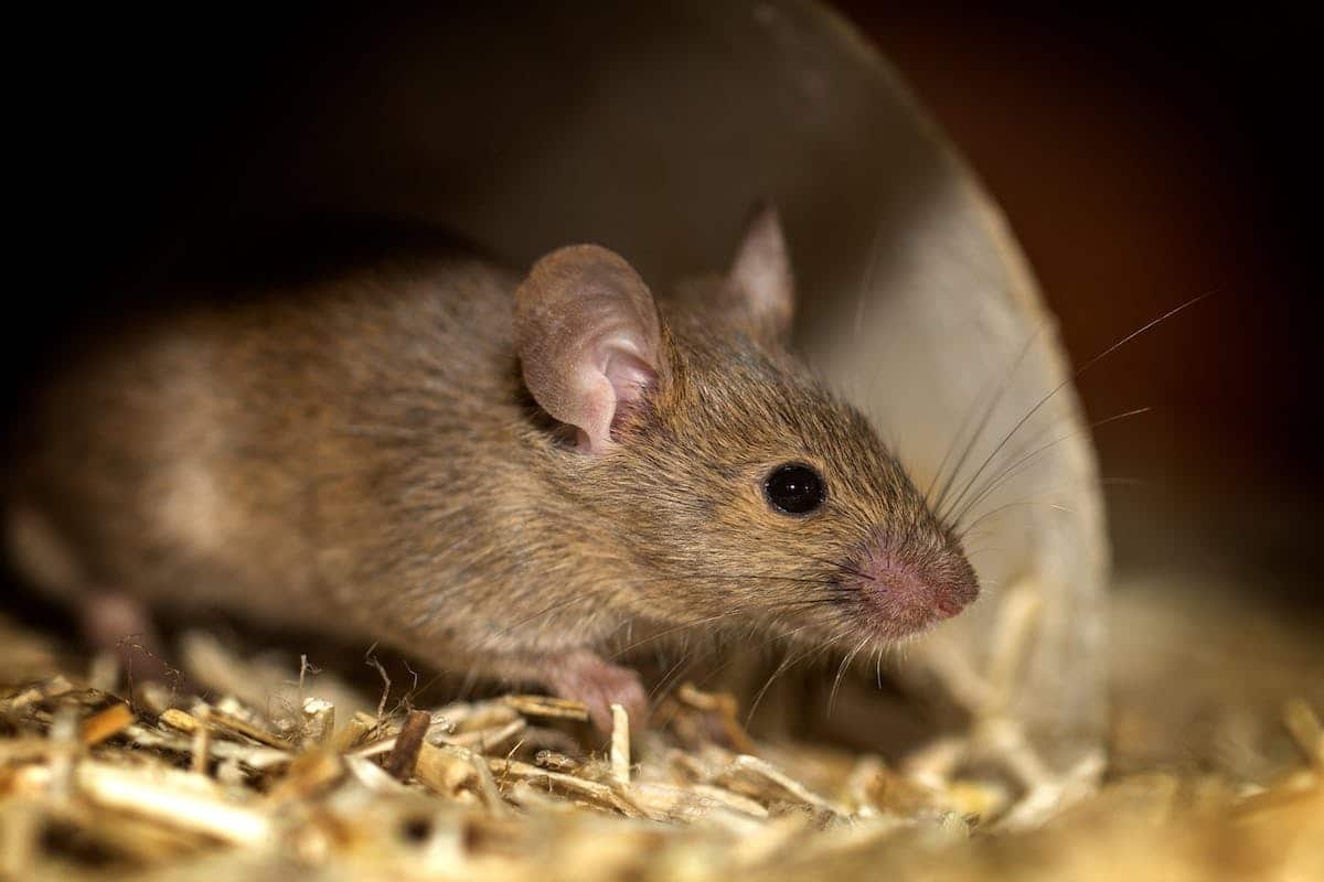 Comment se débarrasser des souris dans les murs : solutions efficaces et conseils pratiques